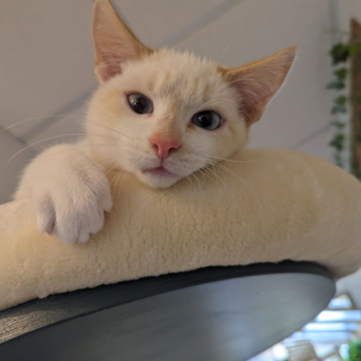 Sponsor Ziggy