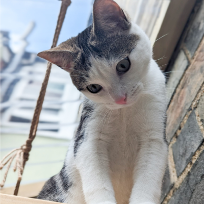 Sponsor Peanut