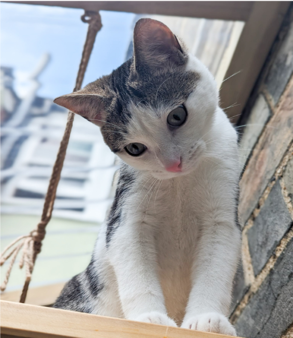 Sponsor Peanut