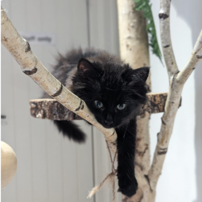 Sponsor Olive