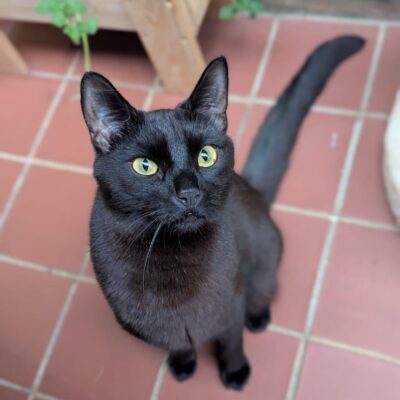 Sponsor Pip