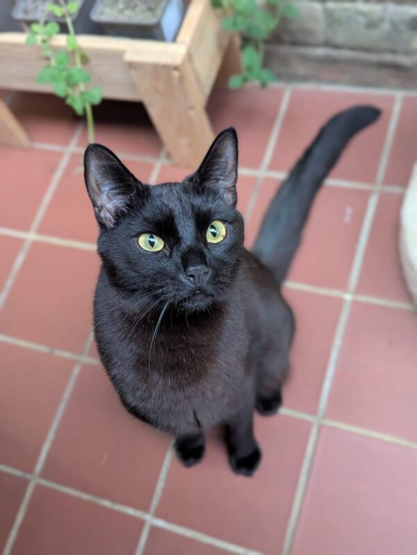 Sponsor Pip